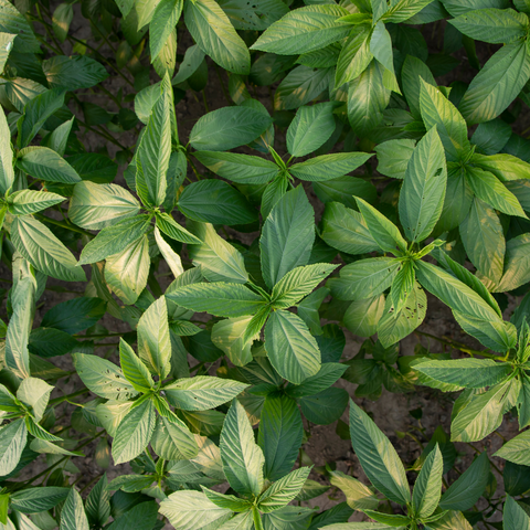 Jute leaves (Ewedu)